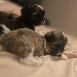 Hannah - Brown female Mal-Shi puppy in Pleasant Hill, Iowa from Courtney Nicole's Mal Shihs & Goldendoodles