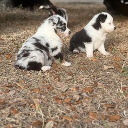 Miniature Australian Shepherd Puppies from Peace Creek Aussies