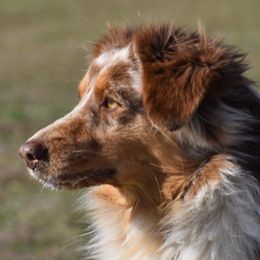 CLAY - Australian Shepherd