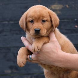 Orange Blossom - Yellow female Labrador Retriever puppy in Morriston, Florida from Penny Lane Labradors