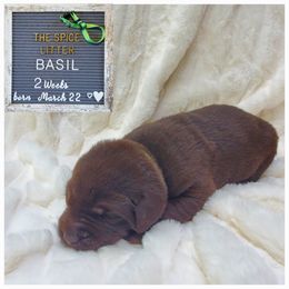 Basil - Bright Green - Chocolate Labrador Retriever puppy in Woodstock, Georgia from River Ridge Labrador Retrievers