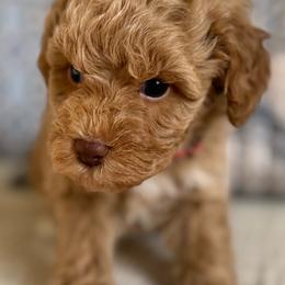 Red Collar - Red  male Poodle puppy in Beckley, West Virginia from Autumn Poodles/Doodles