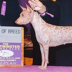 American Hairless Terriers from Webb's Dogs