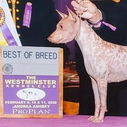 American Hairless Terriers from Webb's Dogs