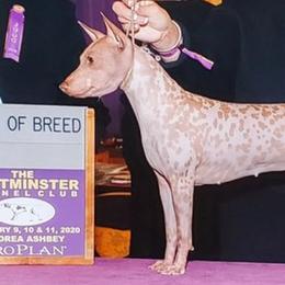 American Hairless Terriers from Webb's Dogs
