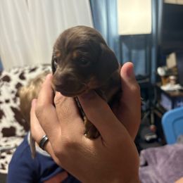 Mousse - Chocolate and tan male Dachshund puppy in Lubbock, Texas from It’s a Hot Mess
