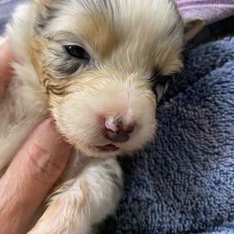 Australian Shepherd Puppies from Mullis Australian Shepherd