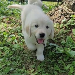 Mr. Brown - Light golden male Golden Retriever puppy in Campton, Kentucky from ElkRidge Goldens