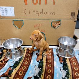 Vizsla Puppies from Bender Vizslas