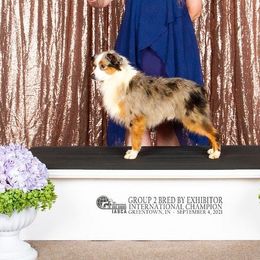 Austin - Toy Australian Shepherd