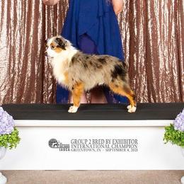 Austin - Toy Australian Shepherd