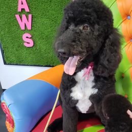 Ellie - Goldendoodle