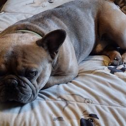 Willie - French Bulldog