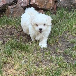 Snow's Little Haru Blooming MFK AKA Haru - White male Maltese puppy in Calhan, Colorado from Millennium Falcon Kennels