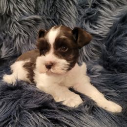 Miniature Schnauzers from Misti's Miniature Schnauzers