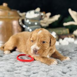 Red boy - Red male Bernedoodle puppy in Waukesha, Wisconsin from Bernedoodle Boutique (and Cavapoos)