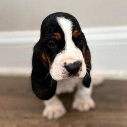 Green - Black brown and white male Basset Hound puppy in Douglas, Georgia from Huffer Hounds and Havanese
