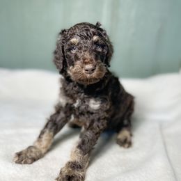 Cedar - Phantom male Goldendoodle puppy in Osage City, Kansas from Golden Ridge Goldens