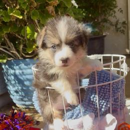 Red - Black and tan male Pembroke Welsh Corgi puppy in Wheatland, California from Emerald Corgis