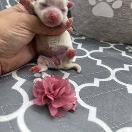 Girl 1 - White female Maltipoo puppy in Denair, California from 209PuppiesCaliforniaMaltipoo