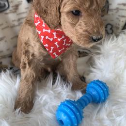 Goldendoodle Puppies from Goldendoodle Baby