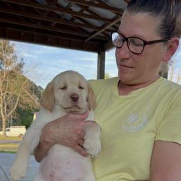 Labrador Retriever Puppies from Shannon Sandifer