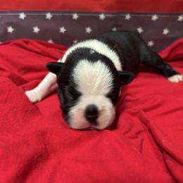 Banner - Black and white male Boston Terrier puppy in Whittemore, Michigan from Woof Pack