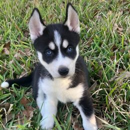 Guinevere - Black and white female Siberian Husky puppy in College Station, Texas from Texas Siberian Husky Kennels (TSHK)