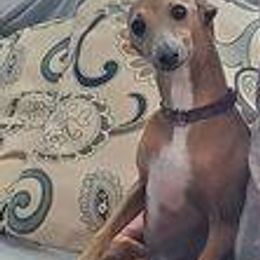 Italian Greyhounds from Laviere IG's
