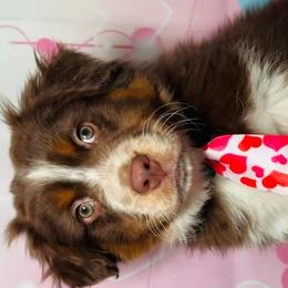 Miniature Australian Shepherds from Brian Harpstrite