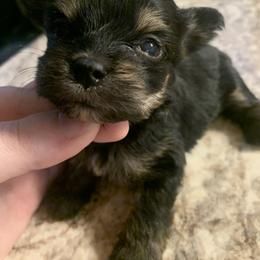 Dark traditional girl - Black and gold female Yorkshire Terrier puppy in Cleveland, Ohio from Angels Ohio yorkies