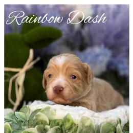 Rainbow Dash - Apricot female Australian Labradoodle puppy in Gladstone, Oregon from Beaver State Labradoodles