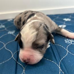 T-Bird - Blue merle male Australian Shepherd puppy in Waxahachie, Texas from Volks Aussies