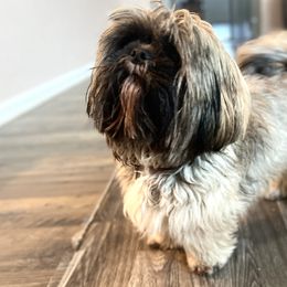 Hopey - Shih Tzu