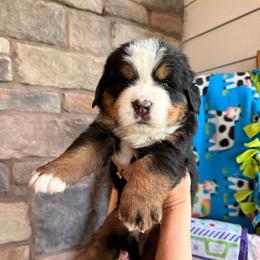 Woody - Tri-color male Bernese Mountain Dog puppy in Fort Meade, Florida from Baldwin Dood Ranch