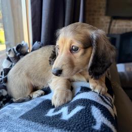 Shaded cream male - Cream male Dachshund puppy in Spanaway, Washington from 11 Oaks Kennels
