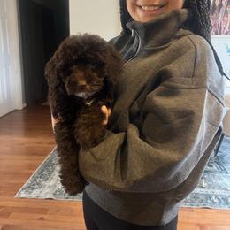 Mint Collar - Brown white and tan female Cockapoo puppy in Richmond, Kentucky from The Doting Doodle