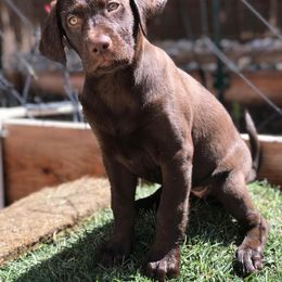 Labrador Retriever All Grown Up from Rocky Mountain Dogs - Utah