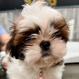 Peaches - Gold and white female Shih Tzu puppy in Buena Park, California from LowCol Ranch