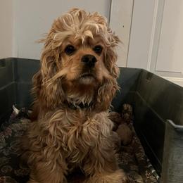 Cocker Spaniels from Western Kentucky Cockers