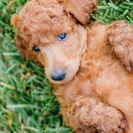 Sky Blue - Red  Poodle puppy in Nicholasville, Kentucky from Lexington Poodle Company