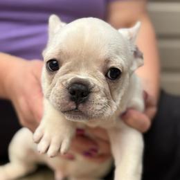 Benjamin - Cream male French Bulldog puppy in Greenfield, Missouri from Hope Mountain French Bulldogs