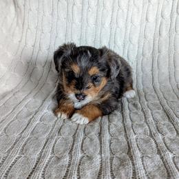 Star - female Australian Mountain Doodle puppy in Winchester, Virginia from Morningstar Goldendoodles