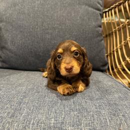 Quinn - Chocolate and tan female Dachshund puppy in Stilwell, Oklahoma from B & K Dachshunds