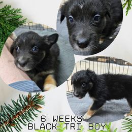 Snickers - Black tri-color male Australian Shepherd puppy in Abilene, Texas from S&K Aussies N' Rotties