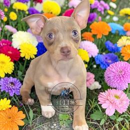 Queen Grimhilde - Silver and white female Teddy Roosevelt Terrier puppy in Little Elm, Texas from Stone's Teddy Roosevelt Terrier's