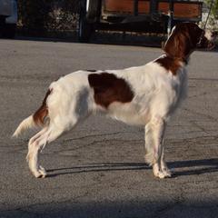Irish Red and White Setters from Pheasant Run Irish Red and White Setter