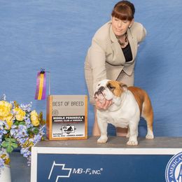 Dreamer - Bulldog