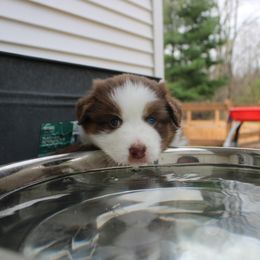 Australian Shepherd Puppies from Starlit Grove Australian Shepherds