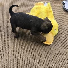 Brussels Griffon Puppies from Mad Monkey